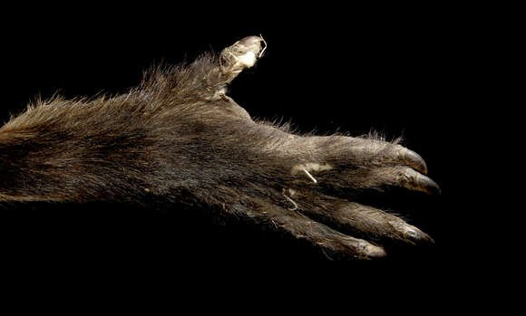 Image of Spider Monkeys