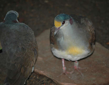 Image of Sulawesi Ground Dove