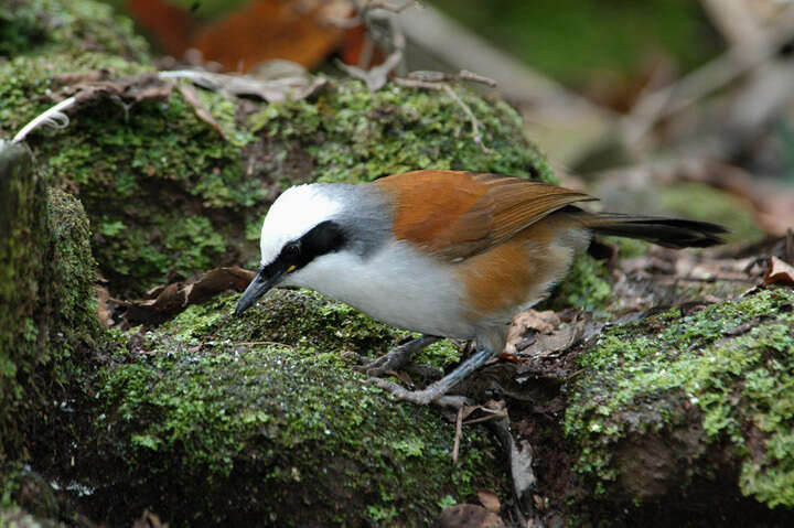 Image of White-crested Laughingthrush