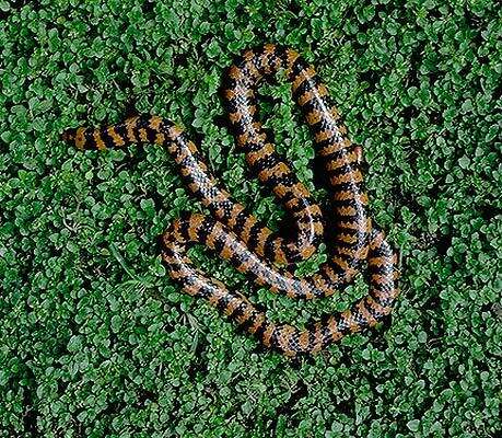 Image of American pipe snakes