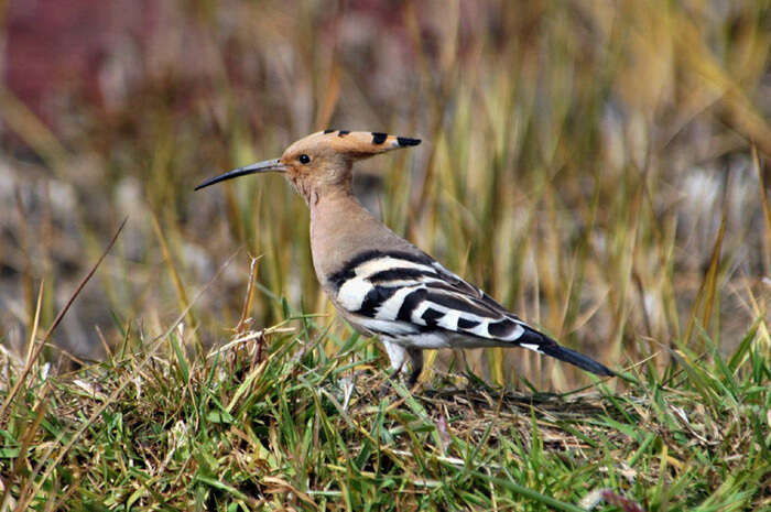 Image of hoopoes