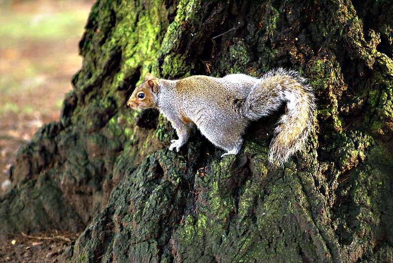 Image of eastern gray squirrel