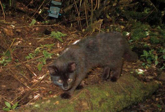 Image of Chilean cat