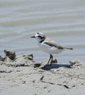 Image of Kentish Plover