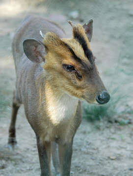 Image of Reeves' Muntjac