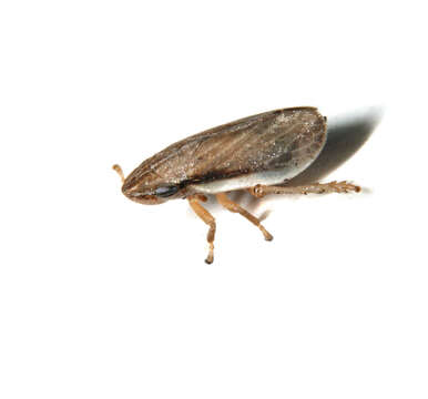 Image of froghoppers