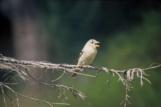 Image of Western Tanager