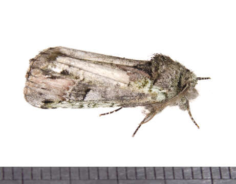 Image of Variegated Prominent, Unicorn Caterpillar Moth