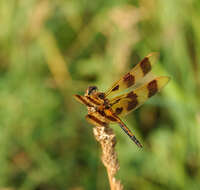 Celithemis eponina (Drury 1773) resmi