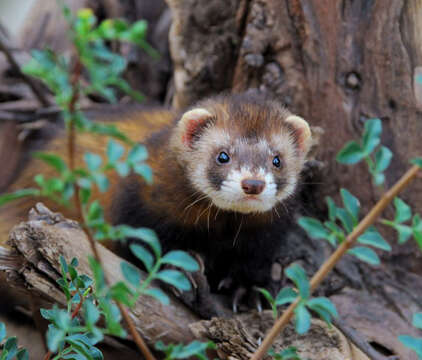 Image of western polecat, polecat