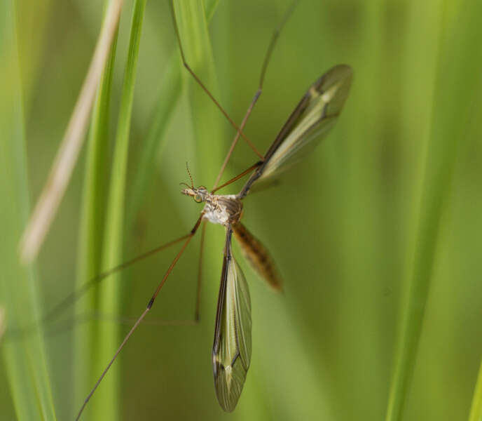 Image of Tipulidae