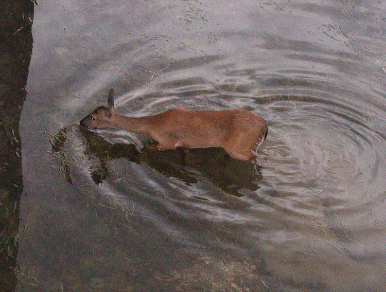 Image of White-tailed deer