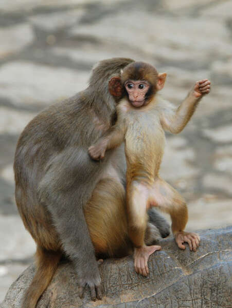 Image of Rhesus Monkey