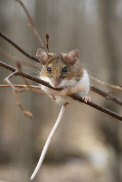 Image of White-footed Deermouse
