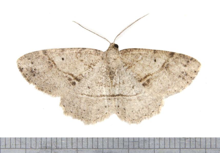 Image of Canadian Melanolophia