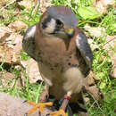 Image of American Kestrel