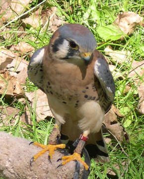 Image of American Kestrel