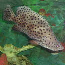 Image of Humpback grouper