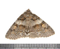 Image of Zale Moths