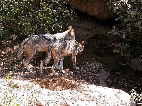 Image de Loup commun