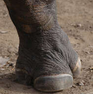 Image of Black Rhinoceros