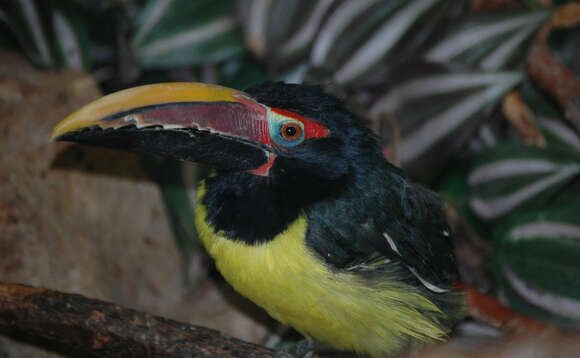 Image of Green Aracari