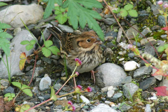 Imagem de Emberiza pusilla Pallas 1776