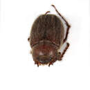 Image of Scarabaeidae