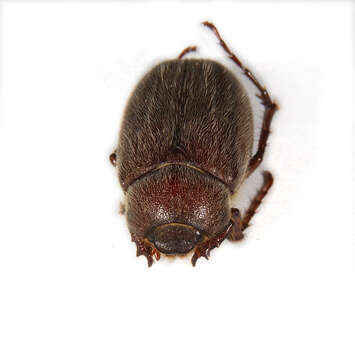 Image of Scarabaeidae