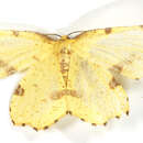 Image of Crocus Geometer Moth