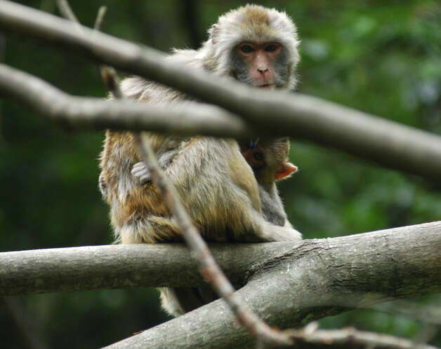 Image of Rhesus Monkey