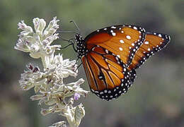 Sivun Danaus (Anosia) gilippus Cramer 1775 kuva