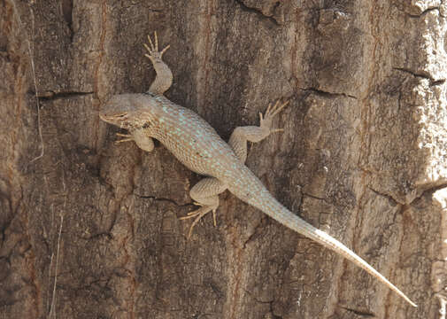 Image of Clark's spiny lizard