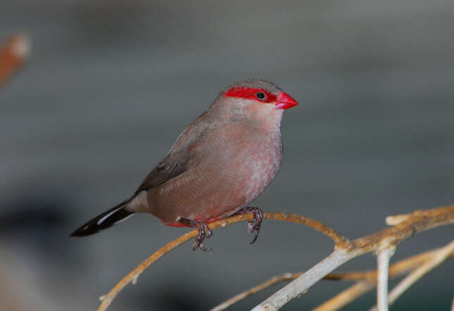 Image of Black-rumped Waxbill