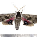 Image of One-eyed Sphinx, Eyed Hawk-moth