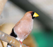 Image of Masked Finch