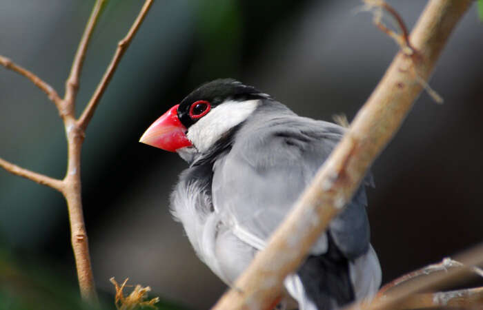 Image of Java Sparrow