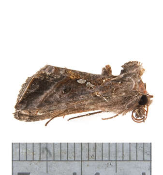 Image of Autographa