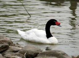 Imagem de Cisne-de-pescoço-preto