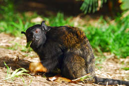 Image of Golden-handed Tamarin