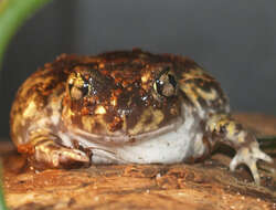Image of American spadefoot toads