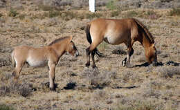 Image of Equus subgen. Equus Linnaeus 1758