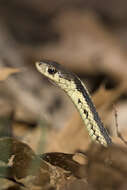 Image of Common Garter Snake