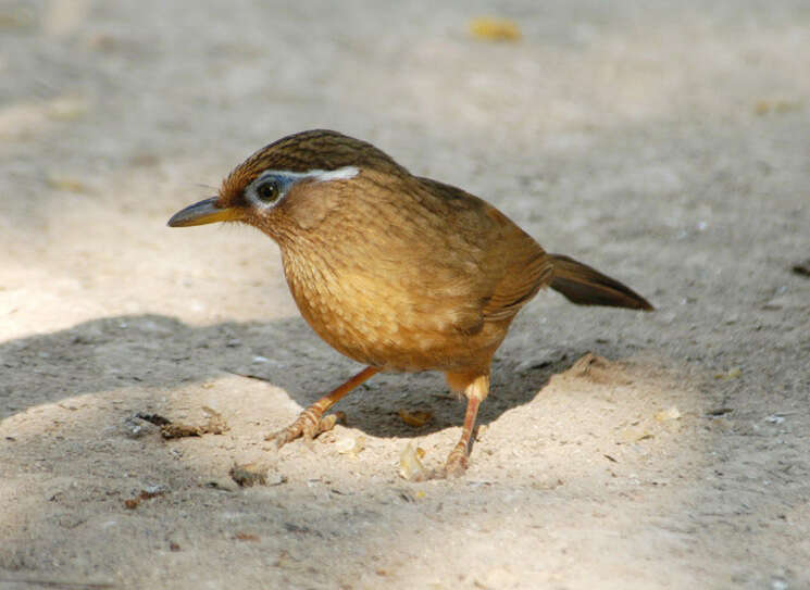 صورة Garrulax canorus (Linnaeus 1758)