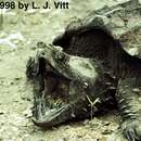 Image of Alligator Snapping Turtle