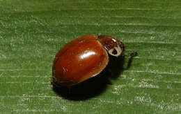 Image of Coccinellidae