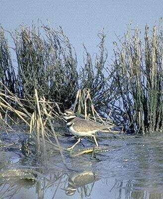 Слика од Charadrius vociferus Linnaeus 1758