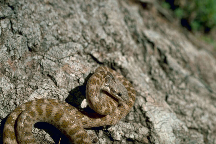 Image of Night Snake