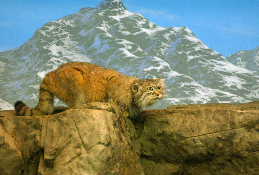 Image of Pallas’s cat