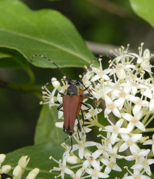 Image of Brachyleptura